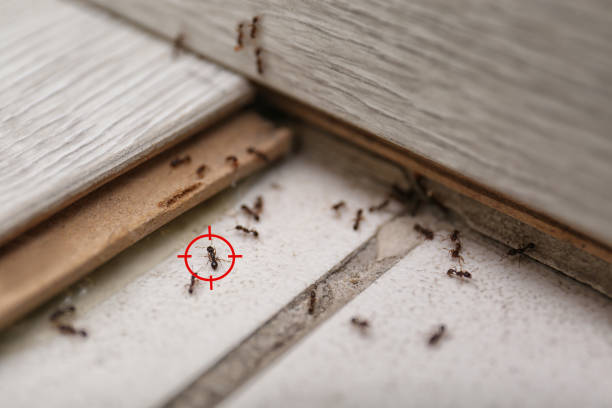 Best Pest Removal Services  in Wren, AR