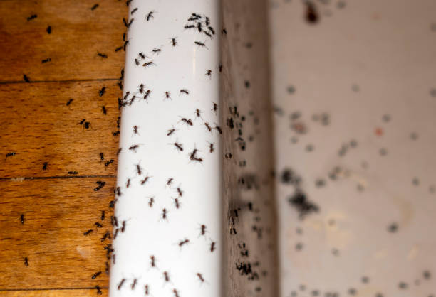 Best Termite Control Services  in Wren, AR