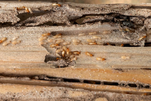 Best Emergency Pest Control  in Wren, AR